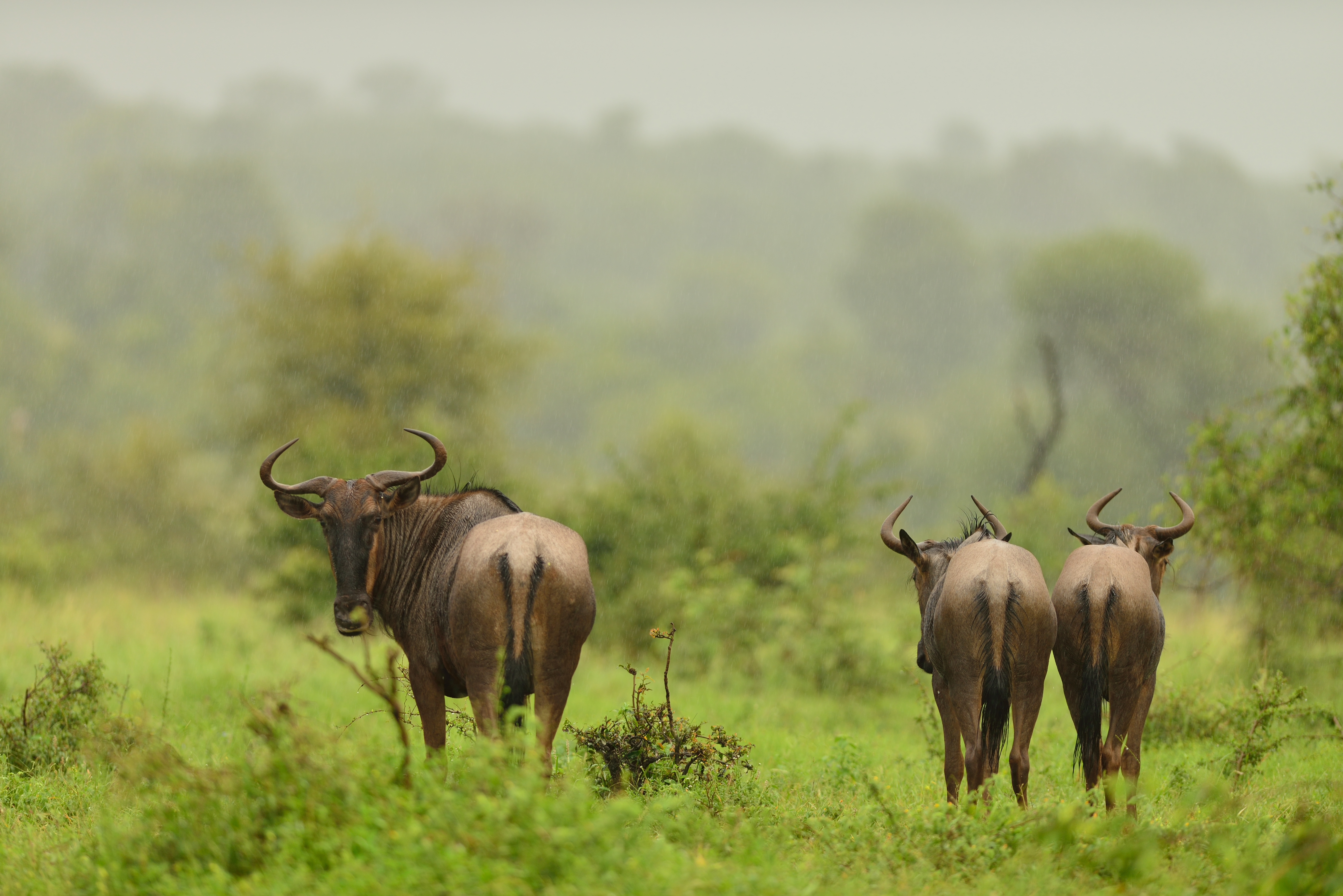 Wildebeest calving season in Ndutu