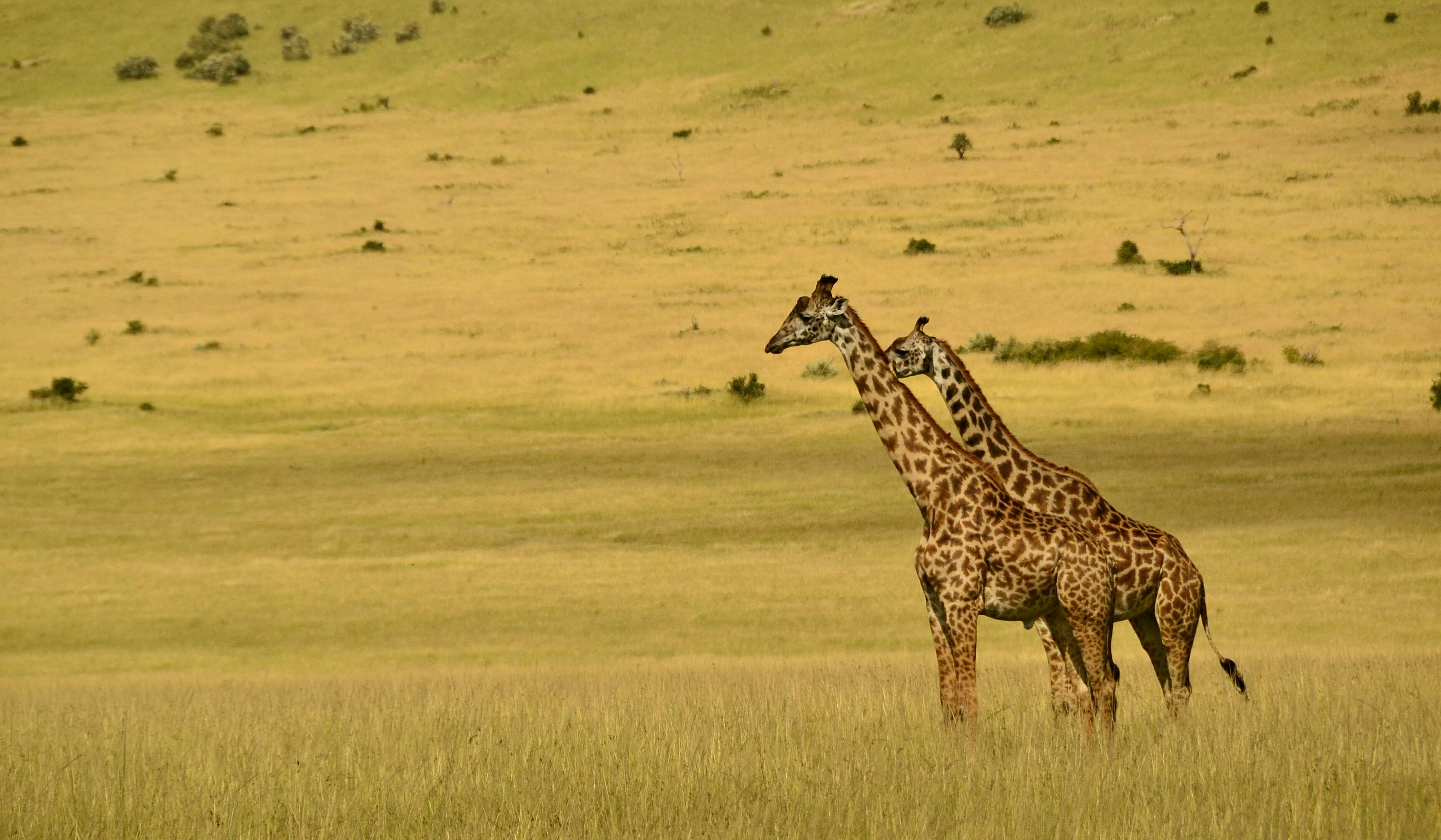 Classic Kenya Safari