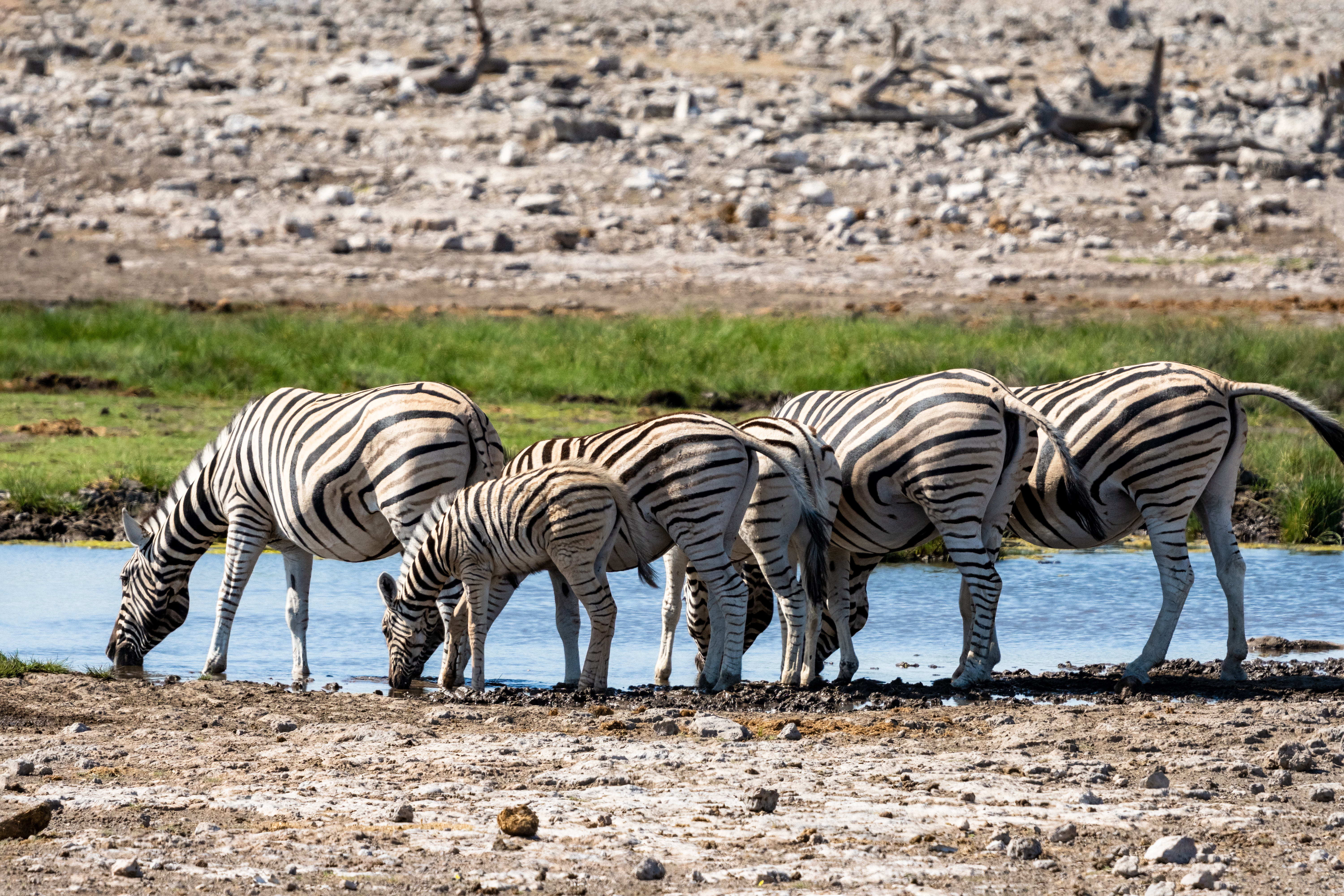 Ngorongoro Crater