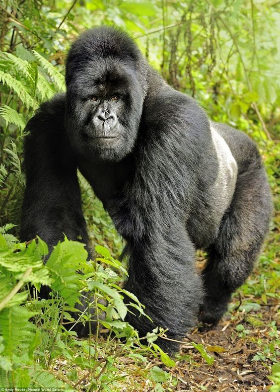 Mountain Gorillas, Rwanda
